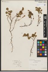 Foto von Salix herbacea L.